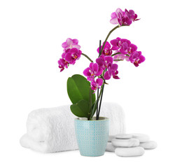Composition with orchid in flowerpot and spa stones on white background