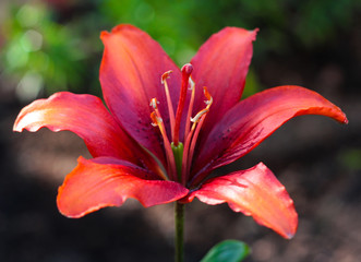 Fototapeta premium beautiful flowers in nature in the botanical garden