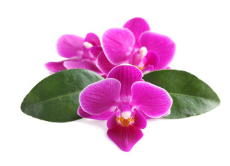 Fototapeta na wymiar Beautiful pink orchid flowers with green leaves on white background