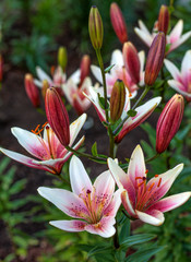 beautiful flowers in nature in the botanical garden