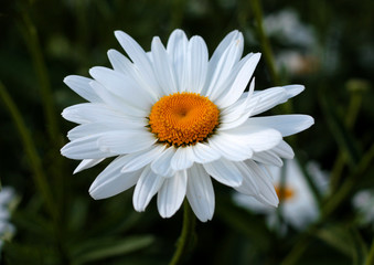 Fototapeta premium beautiful flowers in nature in the botanical garden