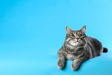 Cute gray tabby cat on light blue background, space for text. Lovely pet