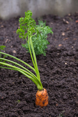 Ripe orange carrots in the soil