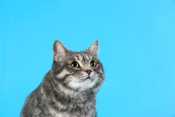 Poster Cute gray tabby cat on light blue background, space for text. Lovely pet © New Africa