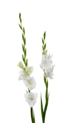 Beautiful fresh gladiolus flowers on white background