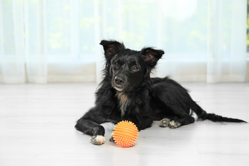 Cute dog with ball on floor in room