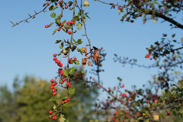Crataegus , hawthorn, quickthorn red berries on branch