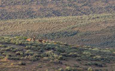 Fototapeta premium Mule Deer Bucks in Velvet in Colorado