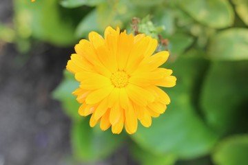 Blume gelb