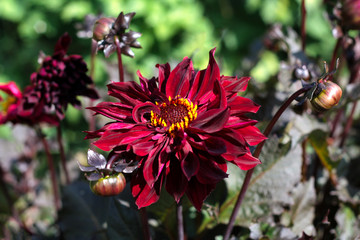 beautiful flowers in nature in the botanical garden