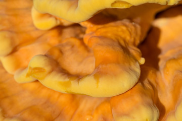 orange  fungus on tree - laetiporus sulphureus, sulphur shelf