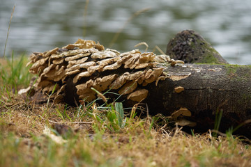 Naklejka na ściany i meble Groupe de champignons sur une bûche de bois .