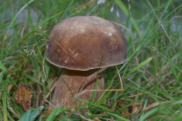 mushroom in the grass