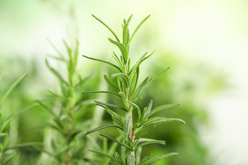 Twig of fresh rosemary on blurred background, closeup
