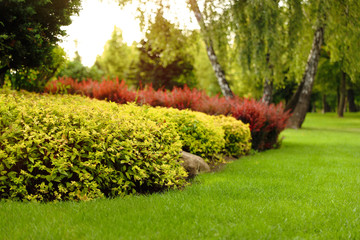 Obraz premium Picturesque landscape with beautiful green lawn on sunny day. Gardening idea