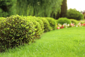 Picturesque landscape with beautiful green lawn on sunny day. Gardening idea