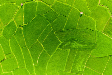Top aerial view of agriculture in rice fields for cultivation. Natural the texture for background.