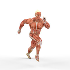 Fototapeta na wymiar 3D rendering of a male figure with muscle maps isolated on white background