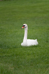 A white mute swan (Cygnus olor) is sitting on the green grass. The bird has white feathers and orange beak. The swan is very attentive and looking on any stranger who could be around.