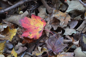 autumn leaves on the ground