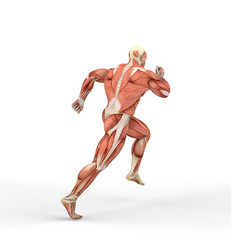 3D rendering of a male figure with muscle maps isolated on white background