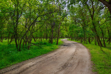 Fototapeta na wymiar The rural unpaved road in the lush green forest with young trees