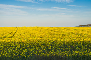 Obraz premium Yellow mustard field in Europe.