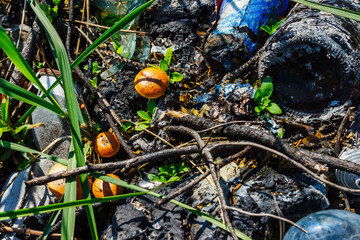 Young honey agarics growing among burnt garbage in the sunny forest