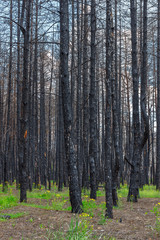 A lot of charred trunks of dead pine trees in the forest after last year wildfire