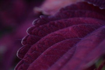 Burgundy Leaves