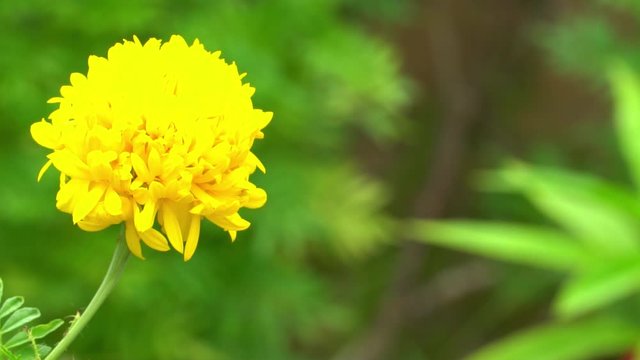 Slow motion of Fresh yellow marigolds. Sway in the wind. With natural green background images.