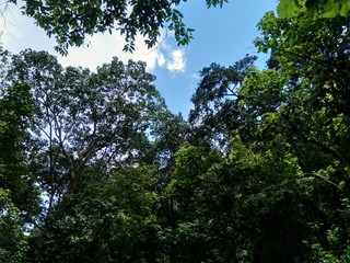 Tropical forest vegetation in the Avila mountain in Caracas Venezuela
