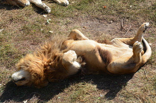 sleeping lion - Powered by Adobe