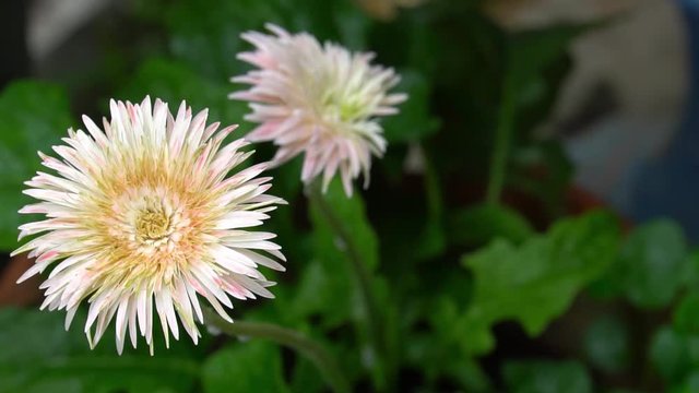 Slow motion of Gerbera flowers white and pink after rainy. With natural green background images.