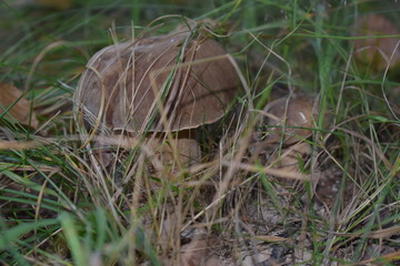 mushrooms in grass