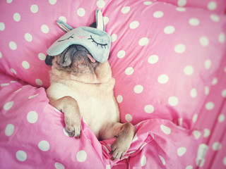 Cute pug dog sleep rest with funny mask in the bed, wrap with blanket and tongue sticking out in...