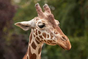portrait of a giraffe, close up, background