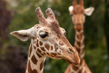 Portrait of a giraffe, close up, 