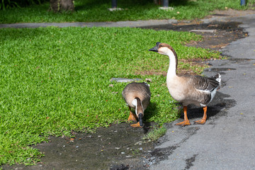Adult Goose in the farm