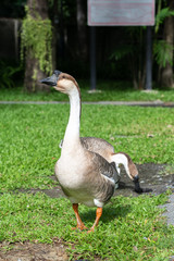 Adult Goose in the farm