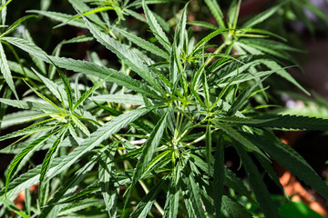 The Cannabis plant, Ganja