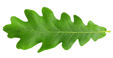 oak leaf, isolated on white background, clipping path, full depth of field