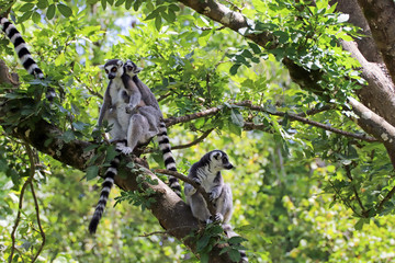 Lemur Catta dans les arbres