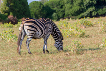 Young zebra in a meadow