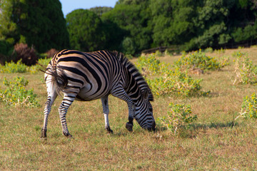 Young zebra in a meadow