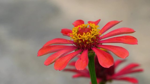 Slow motion of Fresh Red zinnia flower. Sway in the wind. With gray background images.