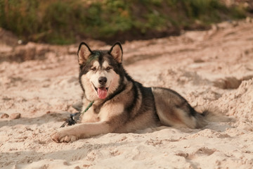 grey dog alaskan malamute in the hot sand desert alone