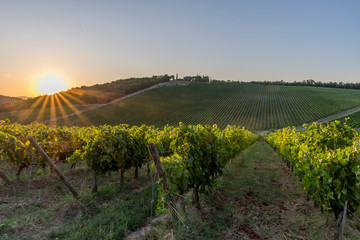 The sun sets over the famous vineyards for the production of classic Chianti wine between the provinces of Siena and Florence, Tuscany, Italy
