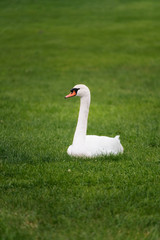 A white mute swan (Cygnus olor) is sitting on the green grass. The bird has white feathers and orange beak. The swan is very attentive and looking on any stranger who could be around.