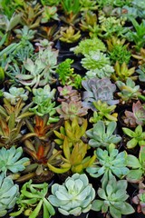 Small pots planted with a green succulent plant